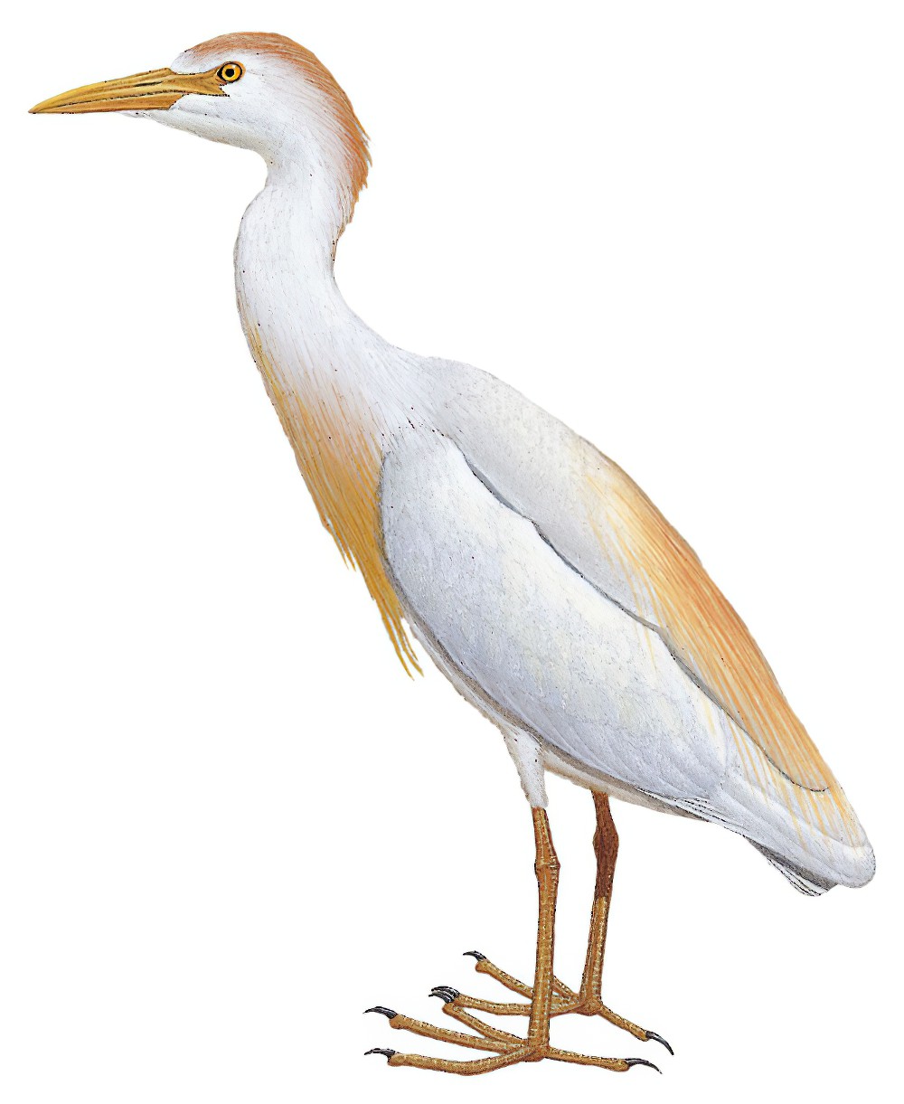Cattle Egret / Bubulcus ibis