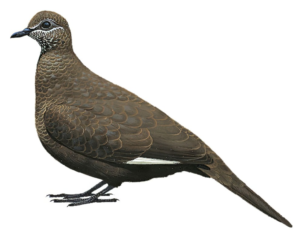 White-quilled Rock-Pigeon / Petrophassa albipennis