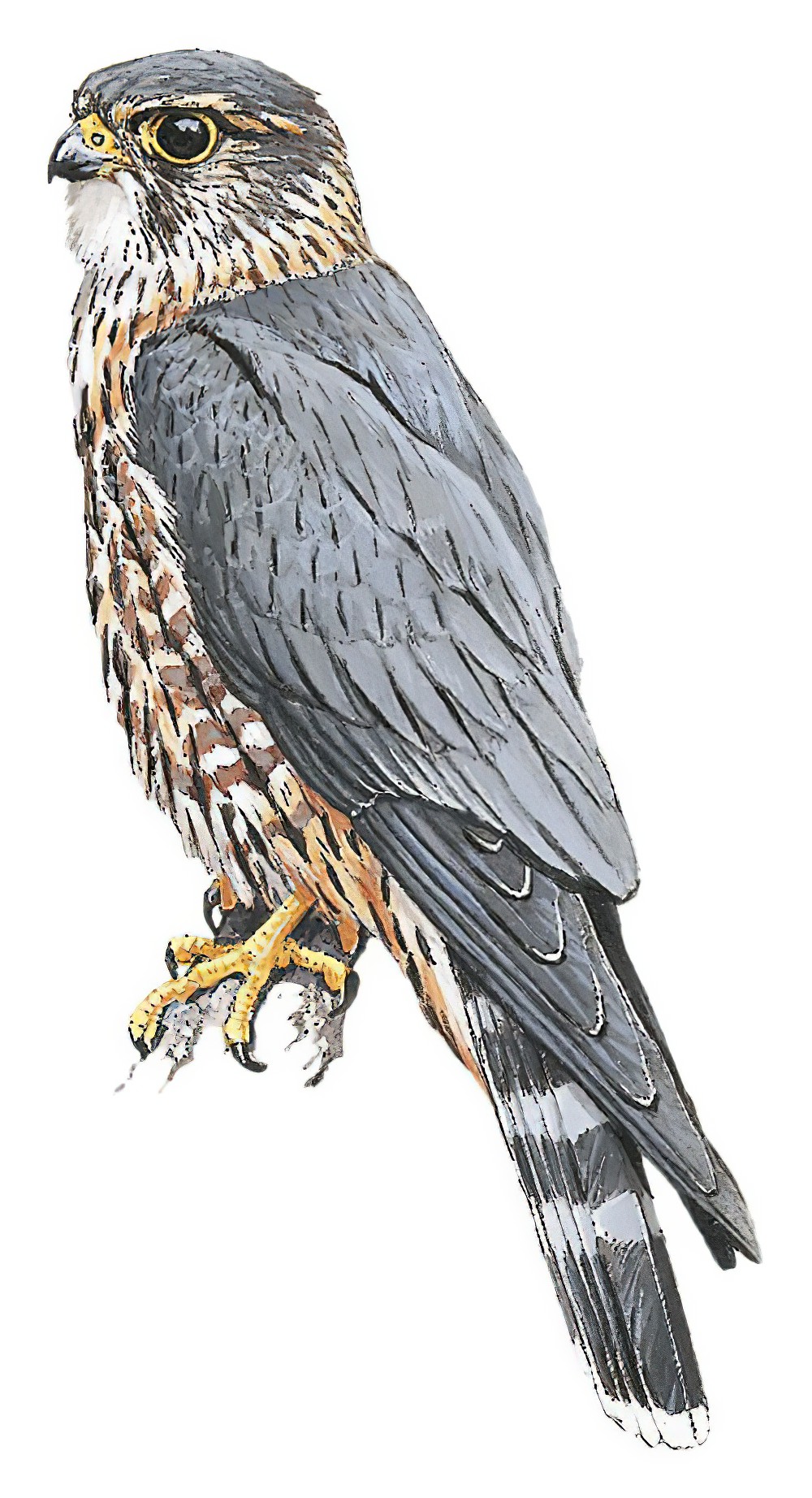 Merlin / Falco columbarius