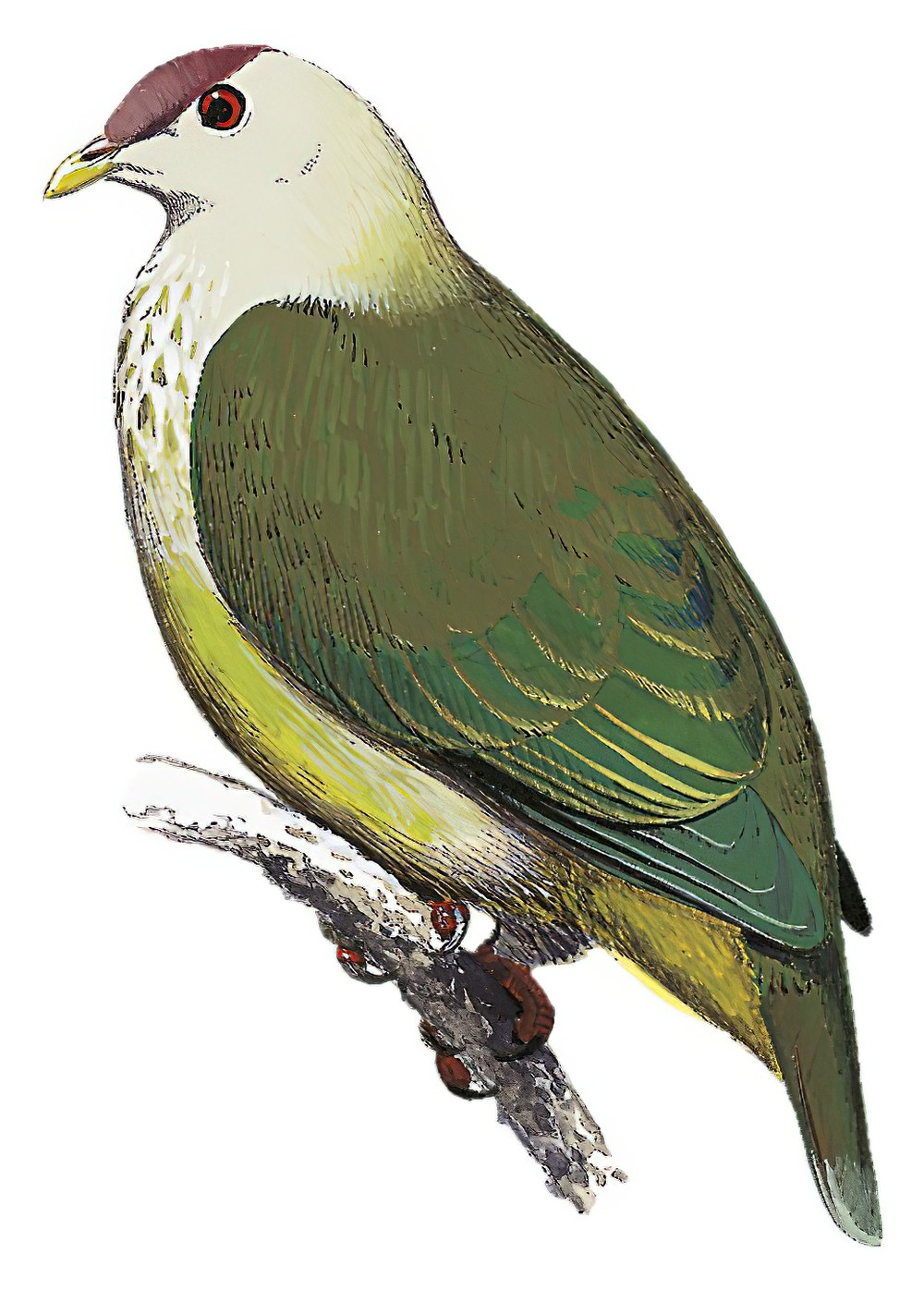 Makatea Fruit-Dove / Ptilinopus chalcurus