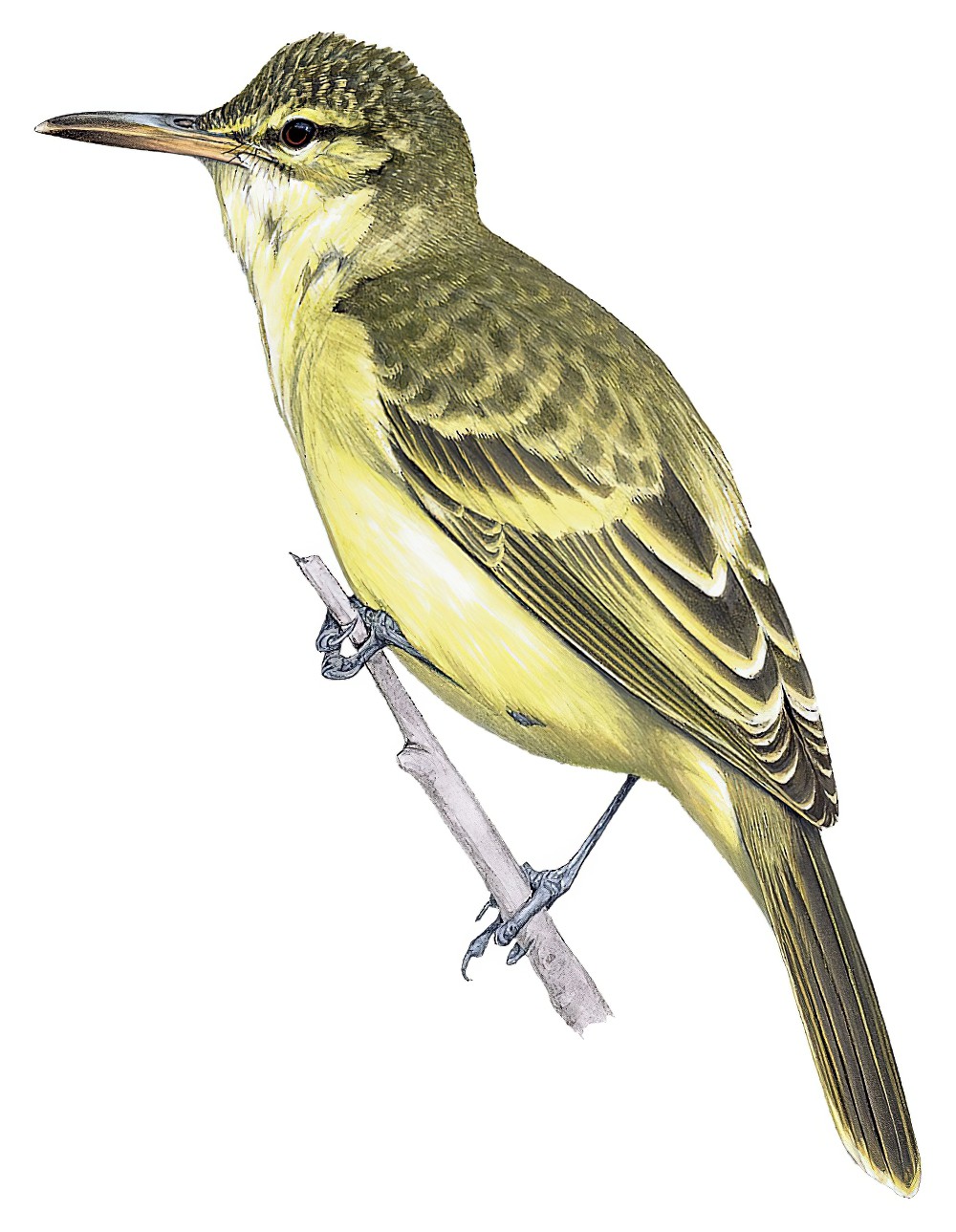 Moorea Reed Warbler / Acrocephalus longirostris