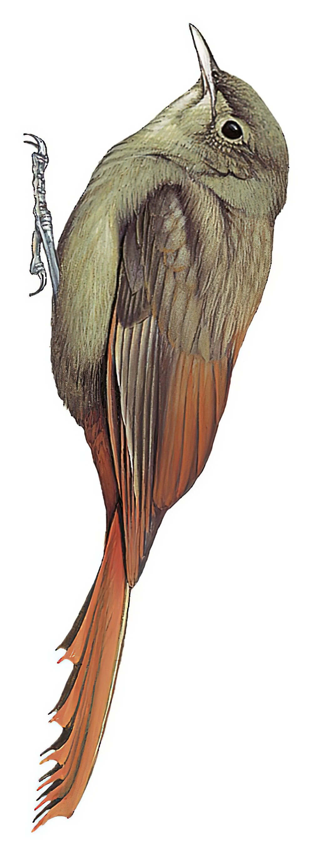 Olivaceous Woodcreeper / Sittasomus griseicapillus
