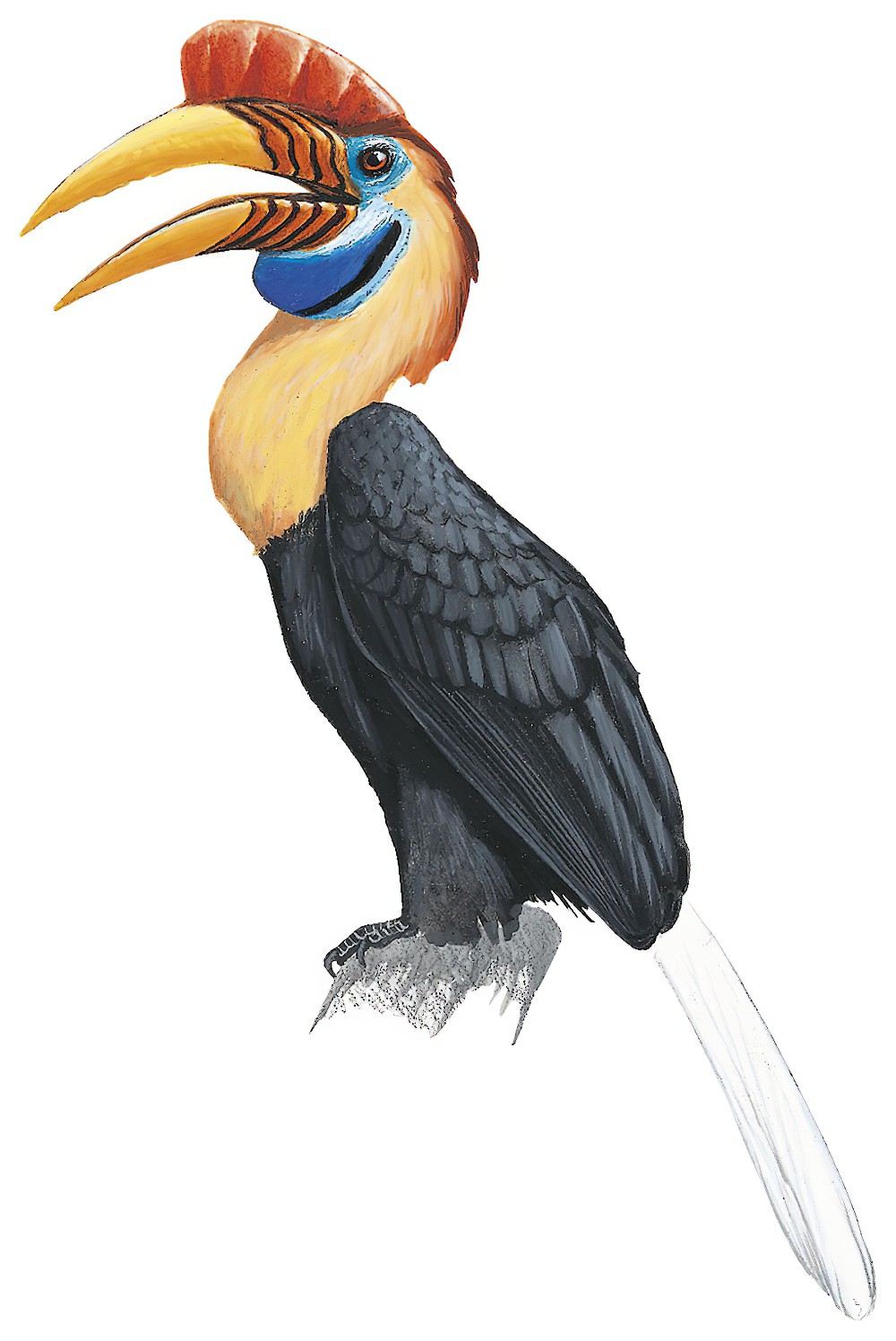 Knobbed Hornbill / Rhyticeros cassidix