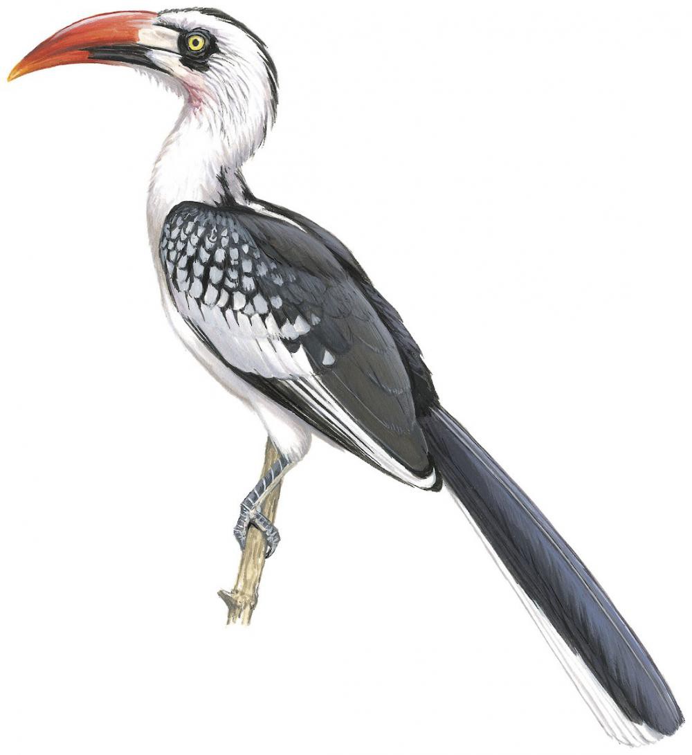 Tanzanian Red-billed Hornbill / Tockus ruahae