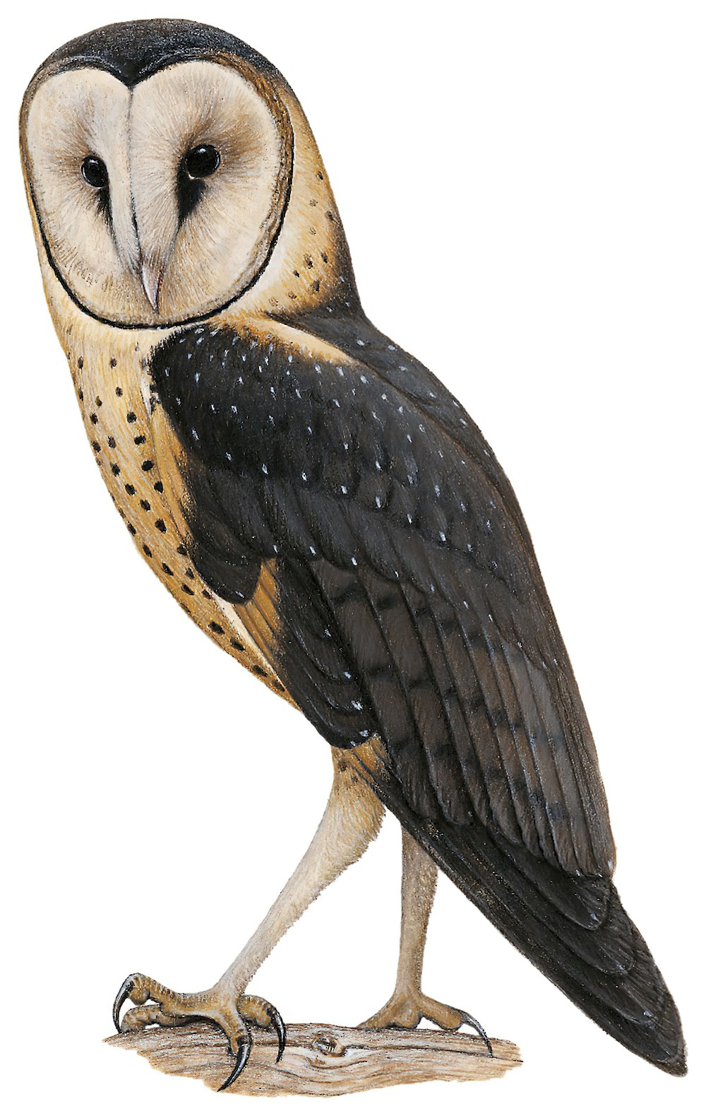 African Grass-Owl / Tyto capensis