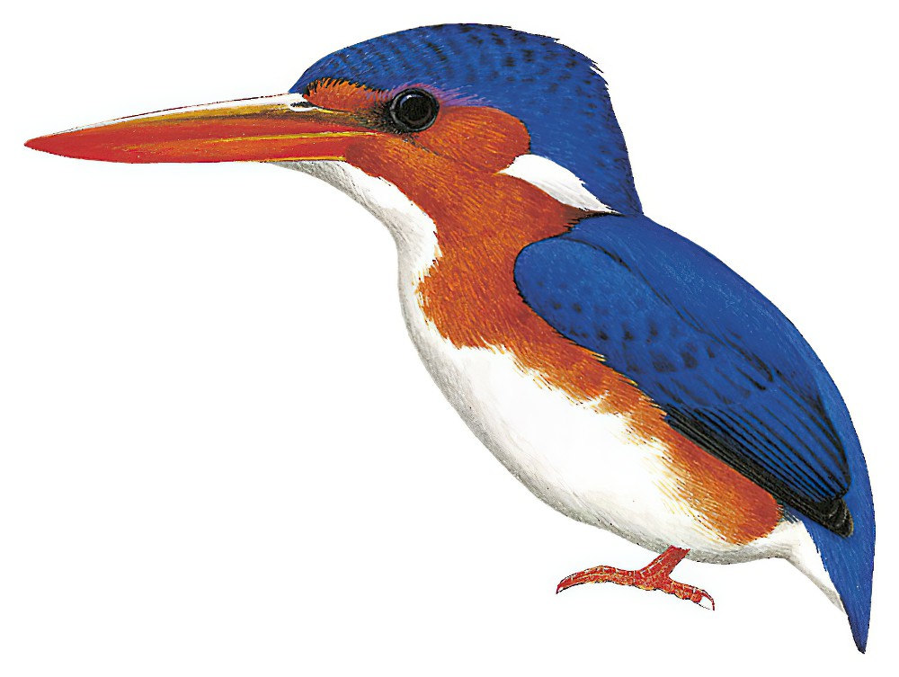 White-bellied Kingfisher / Corythornis leucogaster