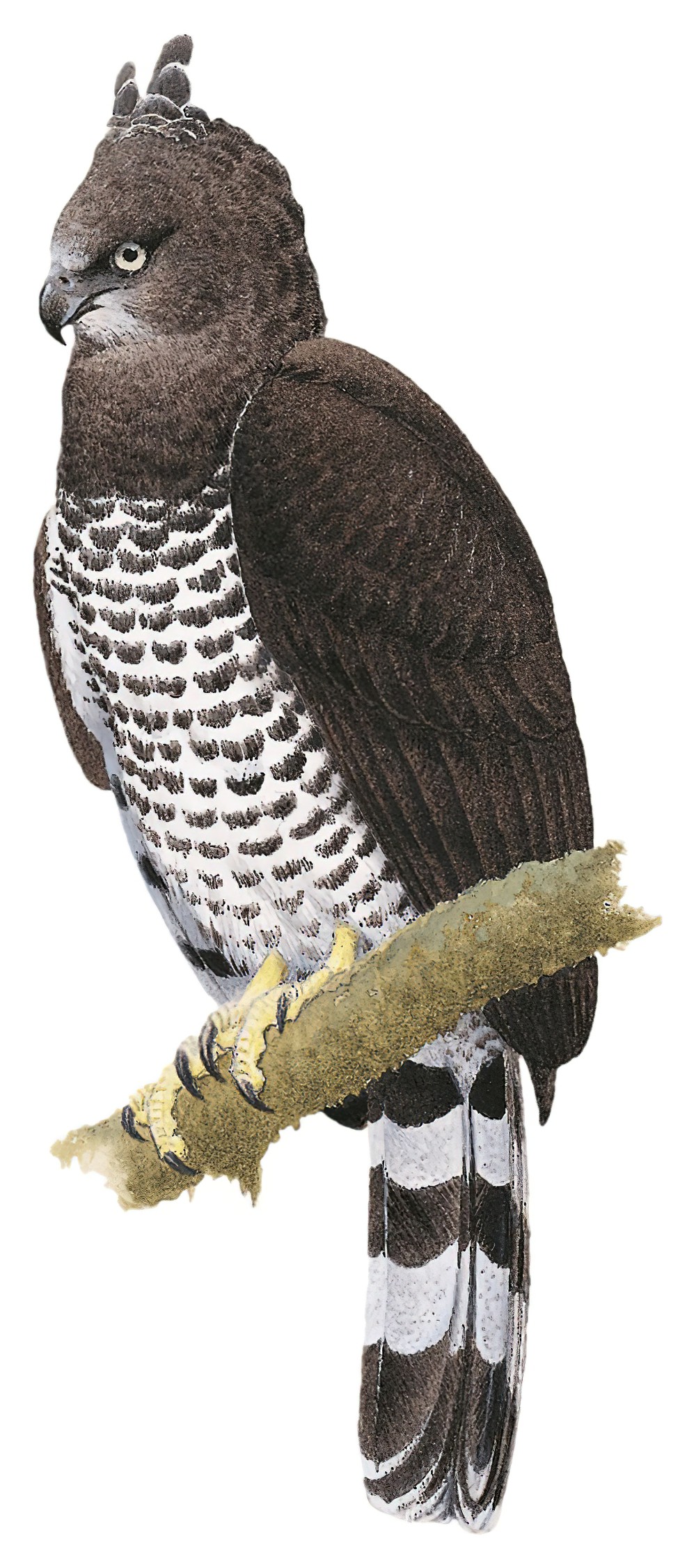 Crested Eagle / Morphnus guianensis