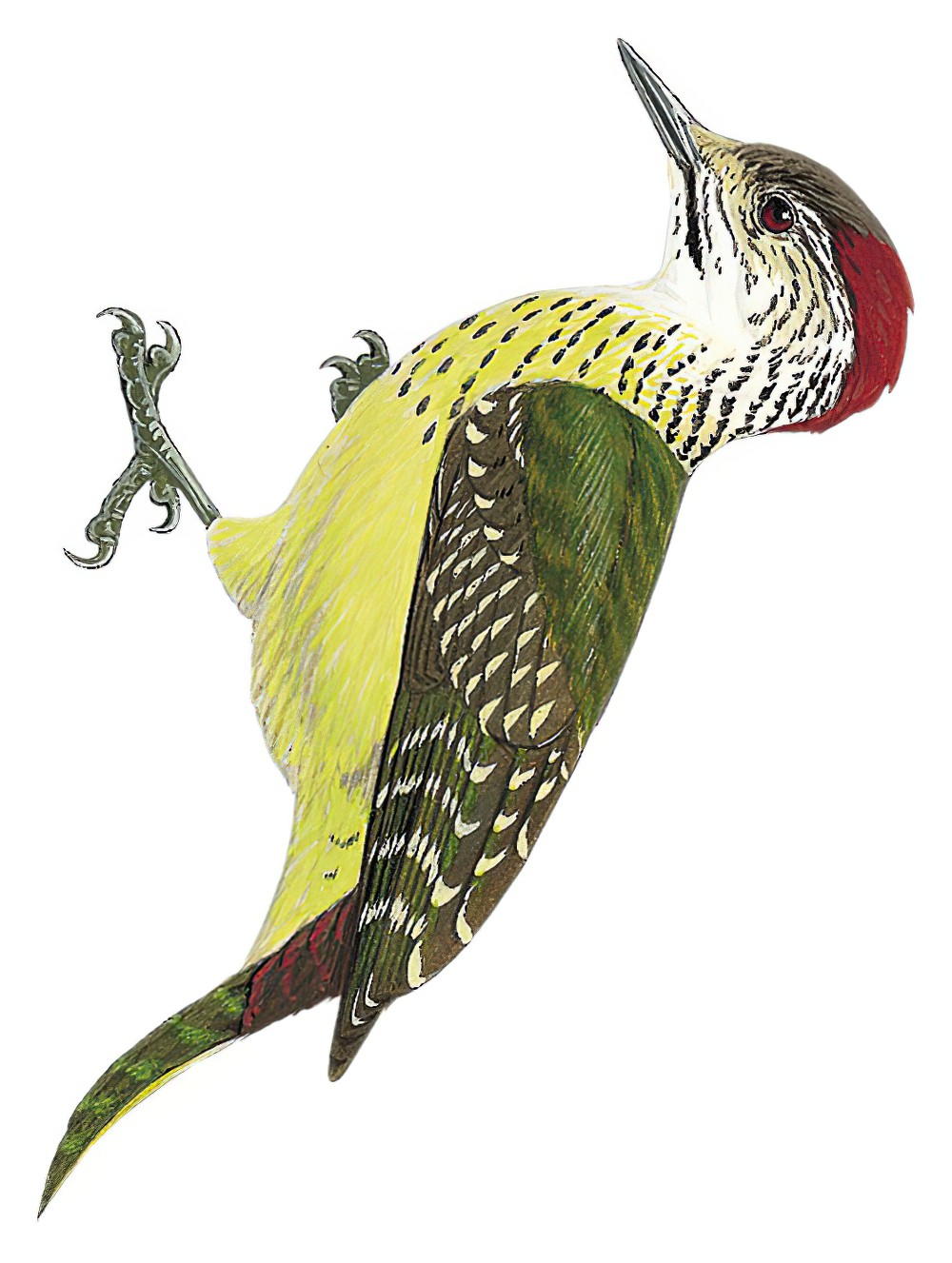 Speckle-breasted Woodpecker / Chloropicus poecilolaemus