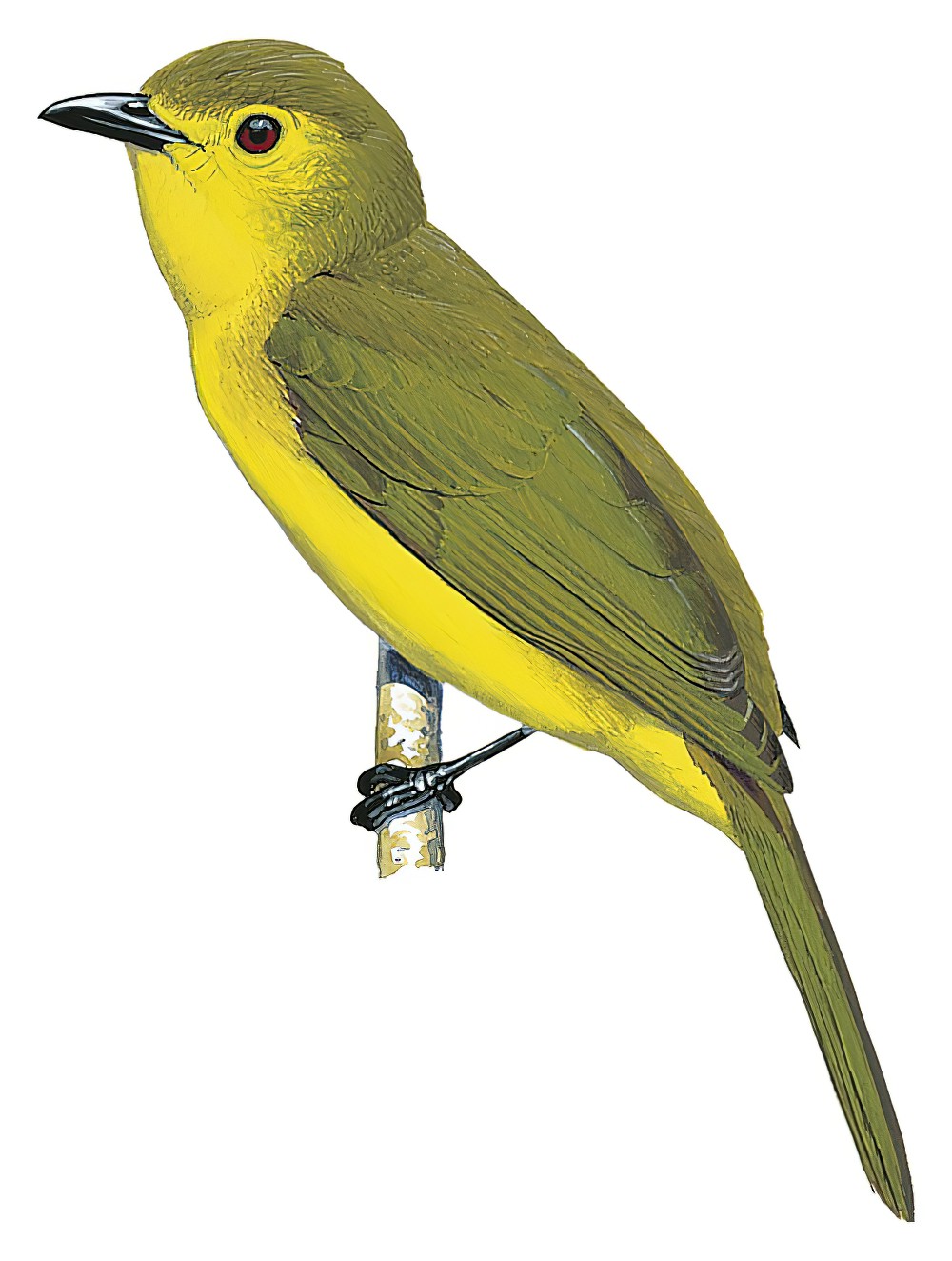 Yellow-browed Bulbul / Iole indica