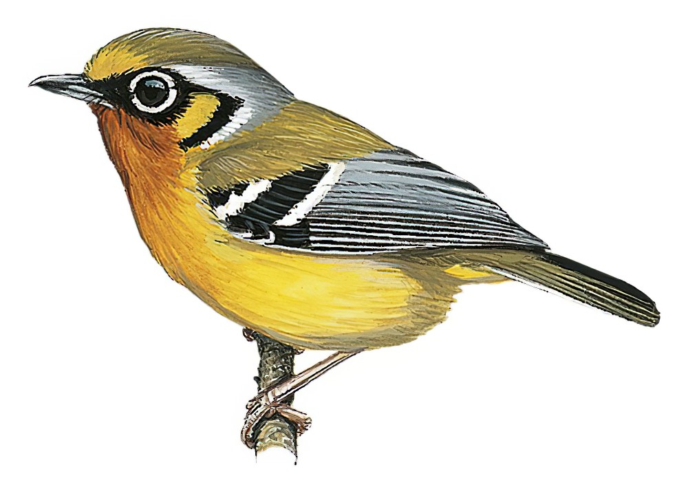 Black-eared Shrike-Babbler / Pteruthius melanotis