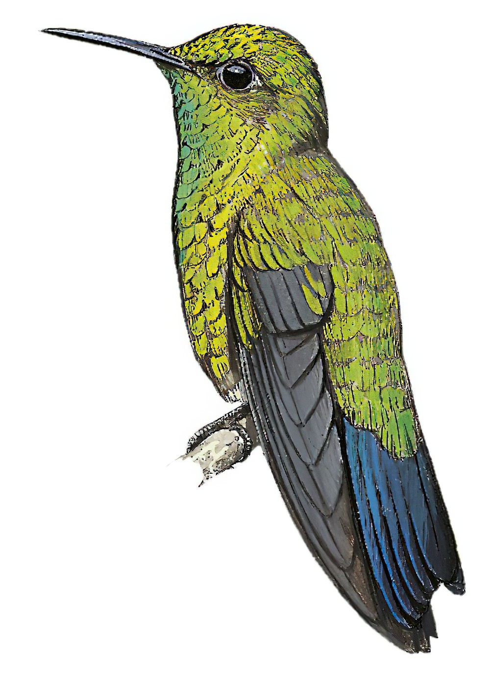 Western Emerald / Chlorostilbon melanorhynchus