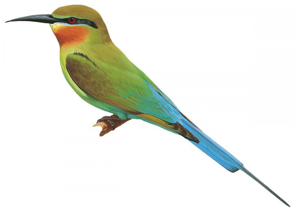 Blue-tailed Bee-eater / Merops philippinus