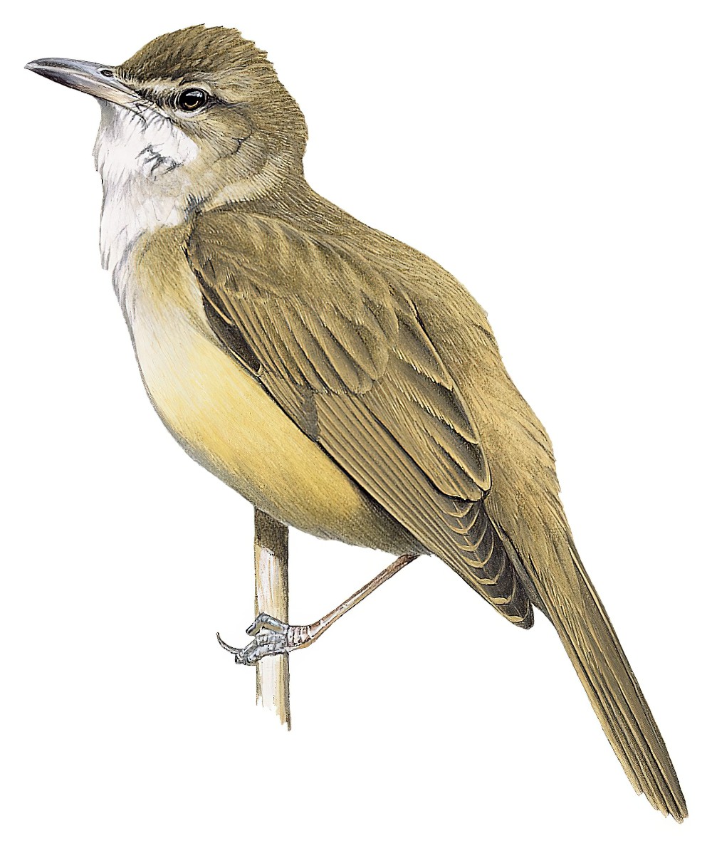 Great Reed Warbler / Acrocephalus arundinaceus