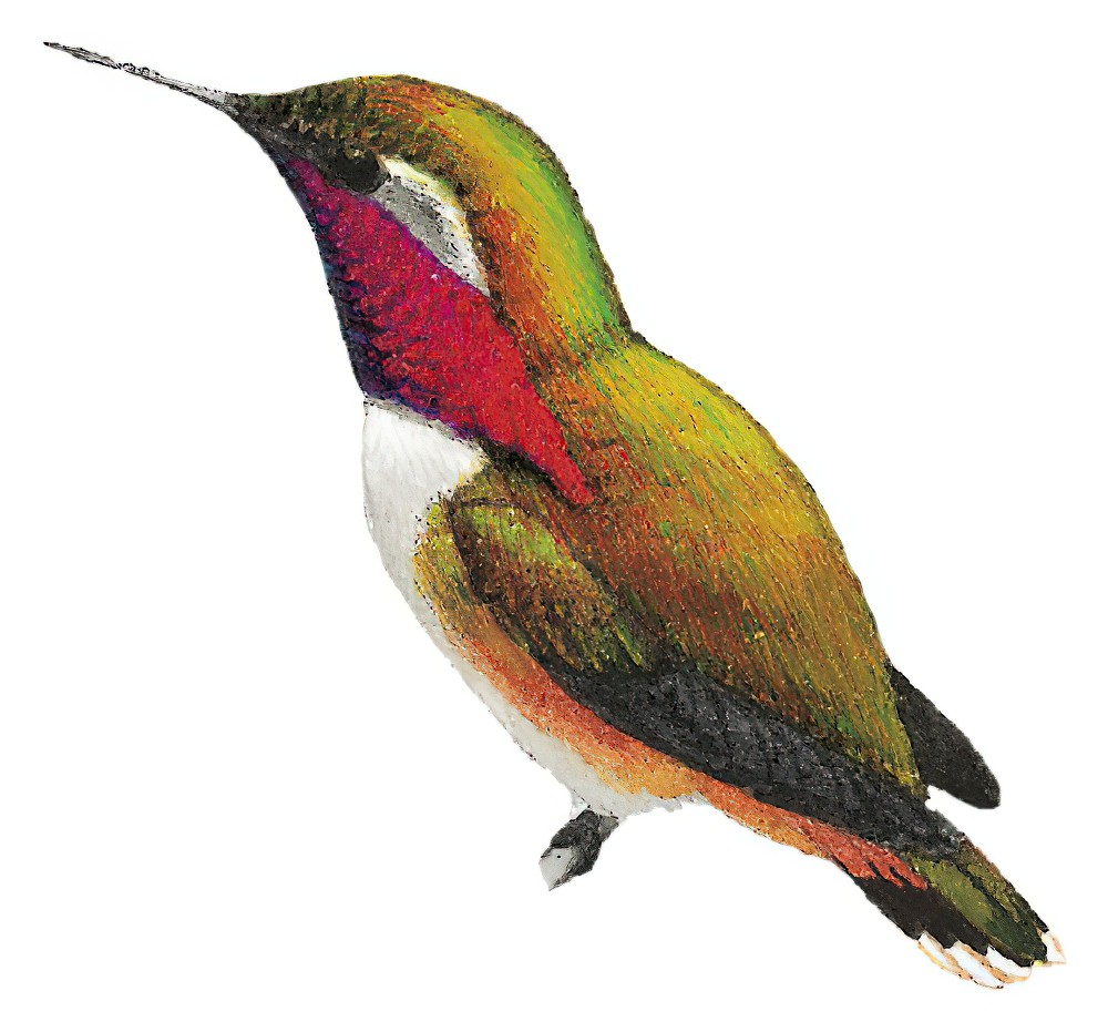 Wine-throated Hummingbird / Atthis ellioti