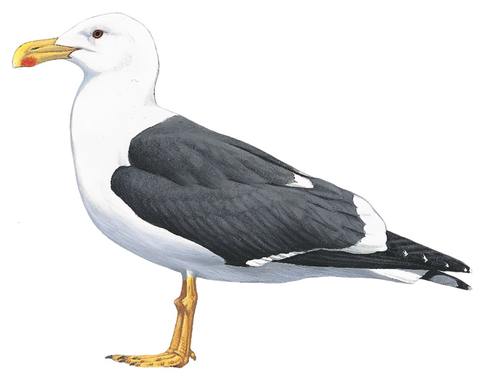 Yellow-footed Gull / Larus livens