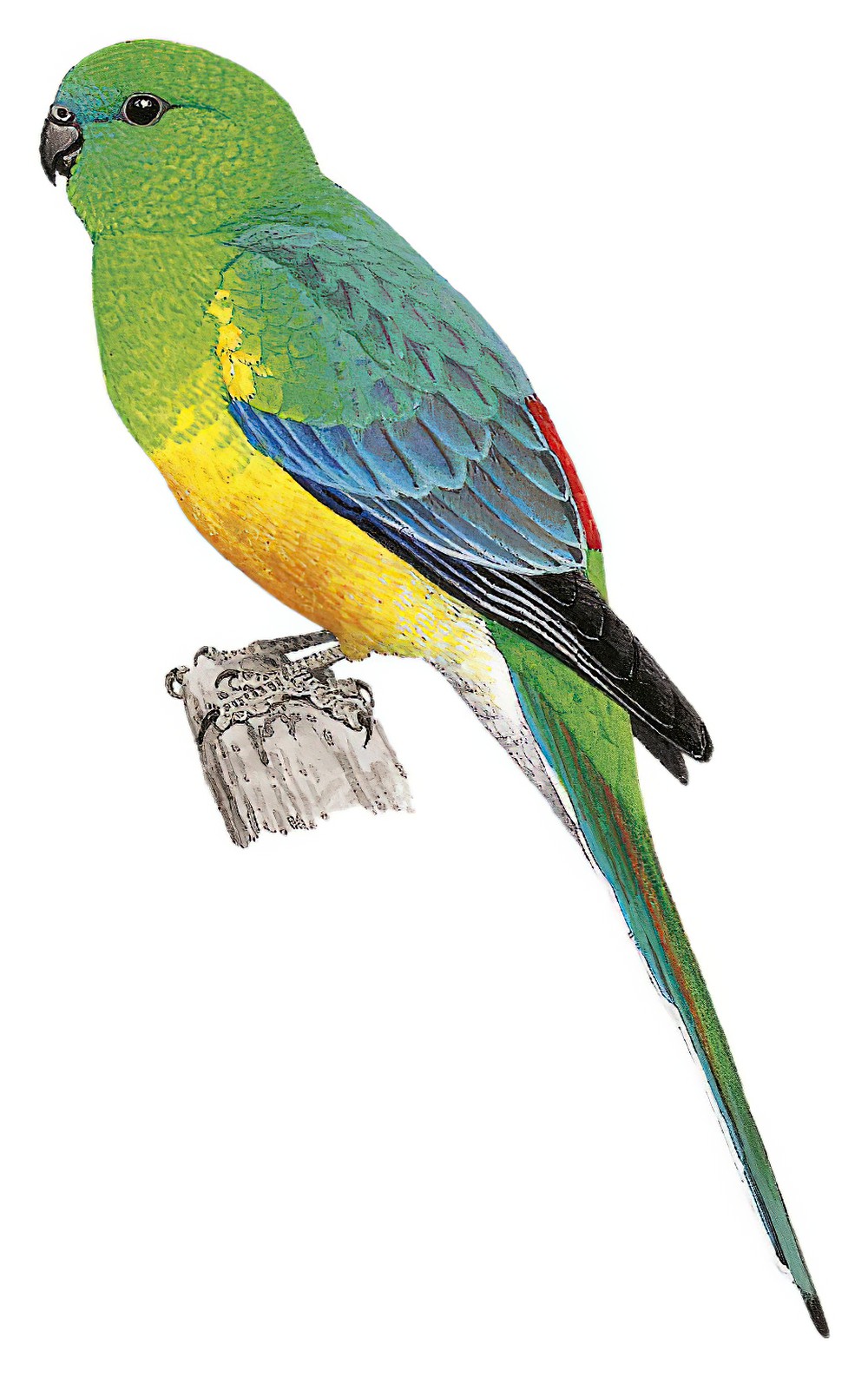 Red-rumped Parrot / Psephotus haematonotus