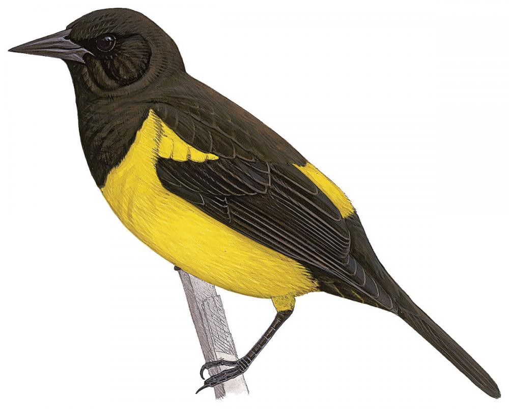 Yellow-rumped Marshbird / Pseudoleistes guirahuro