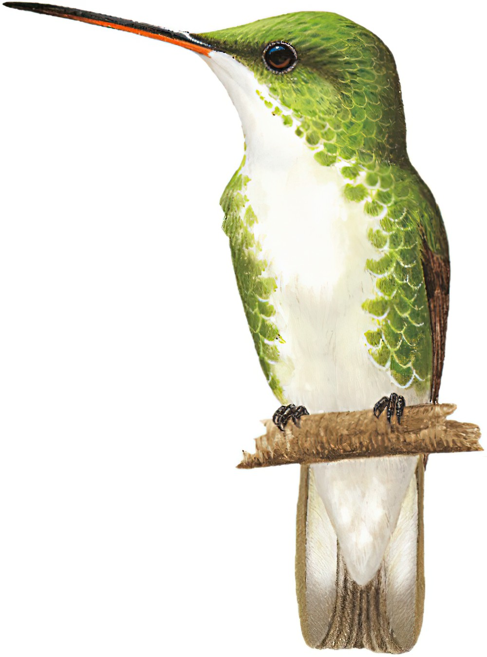 White-bellied Hummingbird / Amazilia chionogaster