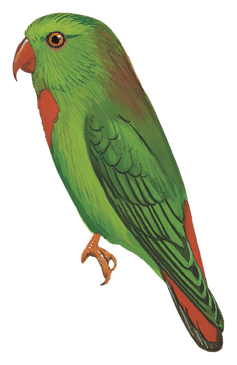 Wallace\'s Hanging-Parrot / Loriculus flosculus