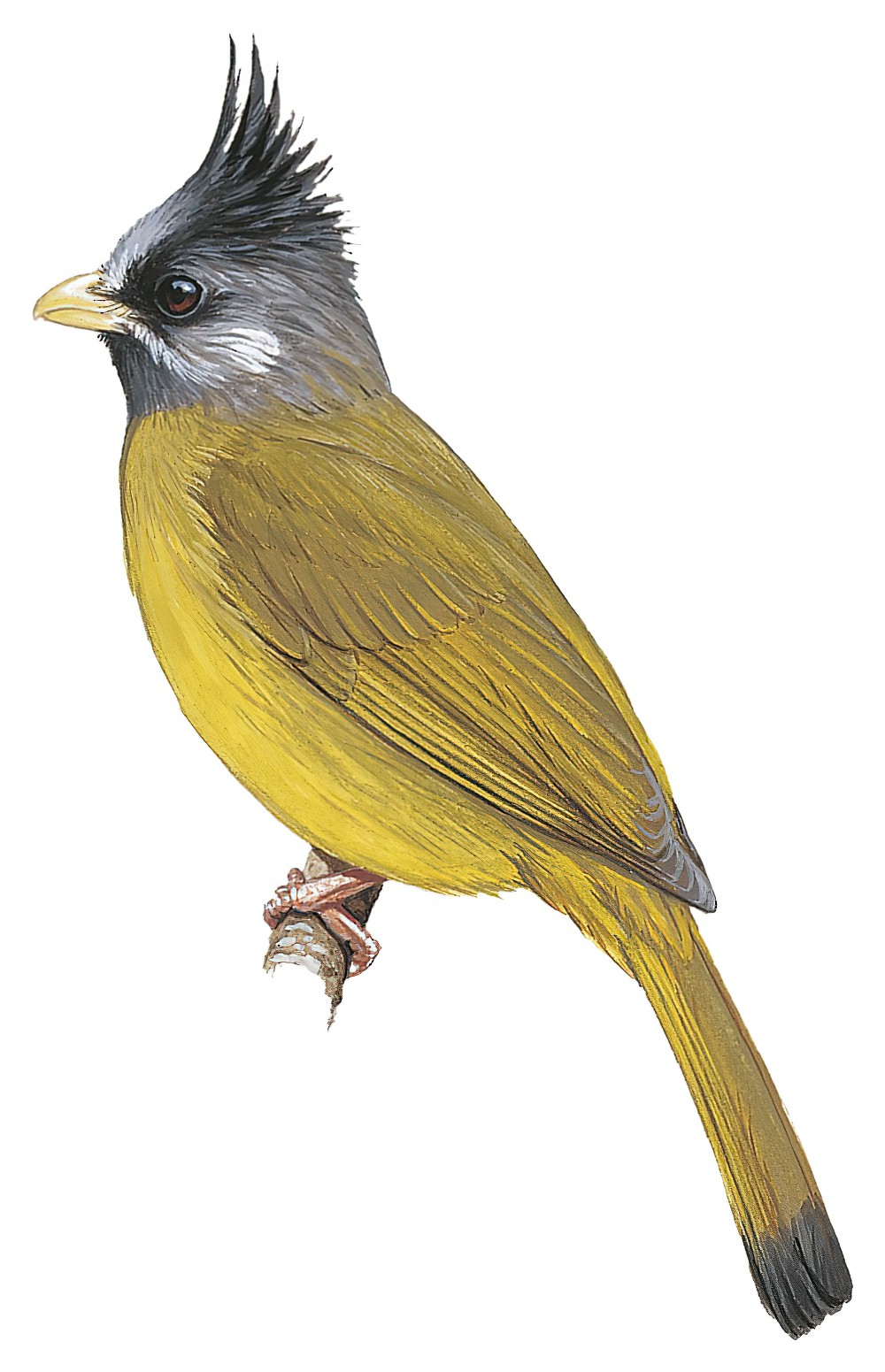 Crested Finchbill / Spizixos canifrons