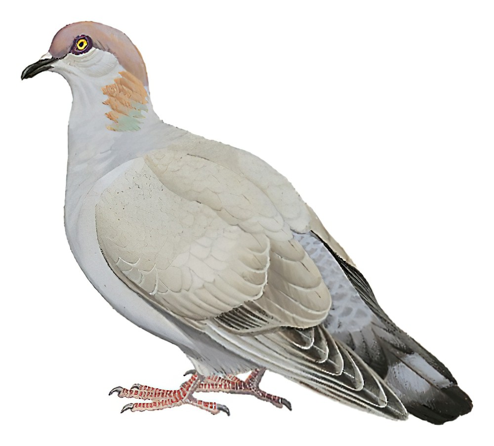 Somali Pigeon / Columba oliviae
