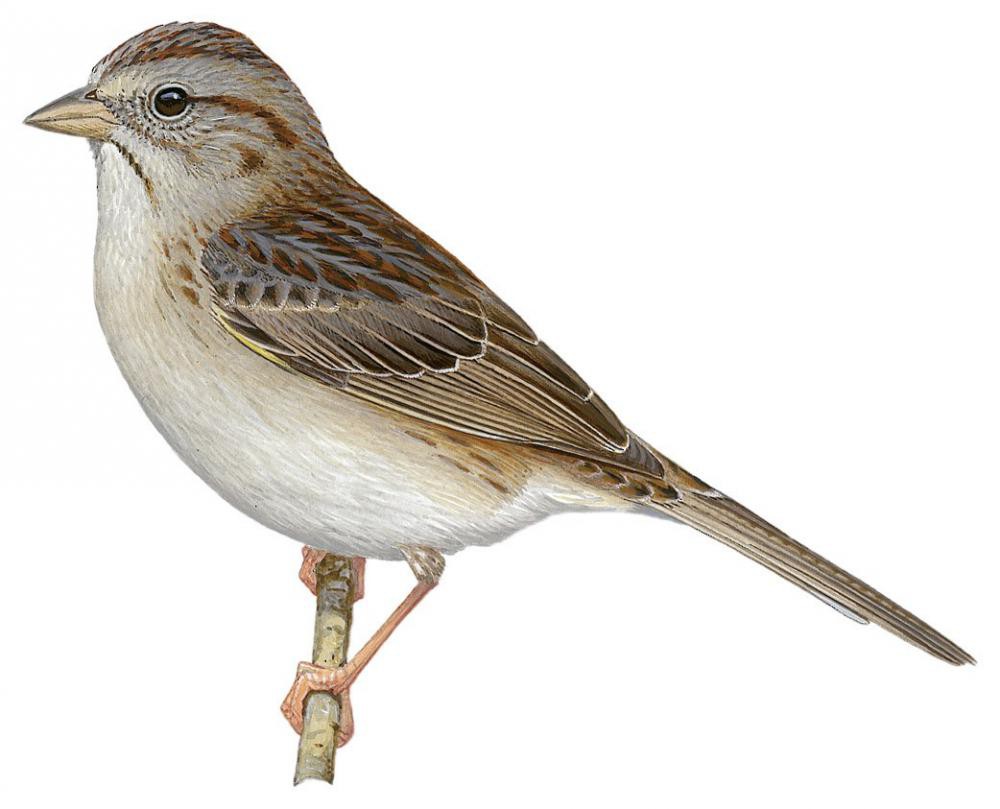 Cassin\'s Sparrow / Peucaea cassinii