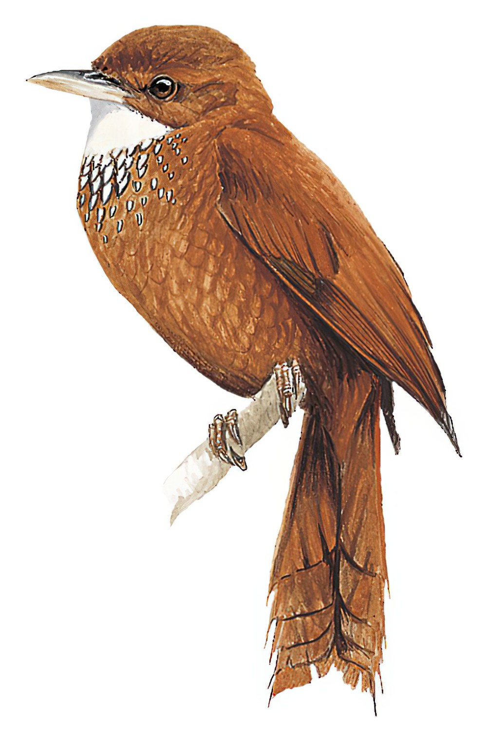 Fulvous-dotted Treerunner / Margarornis stellatus