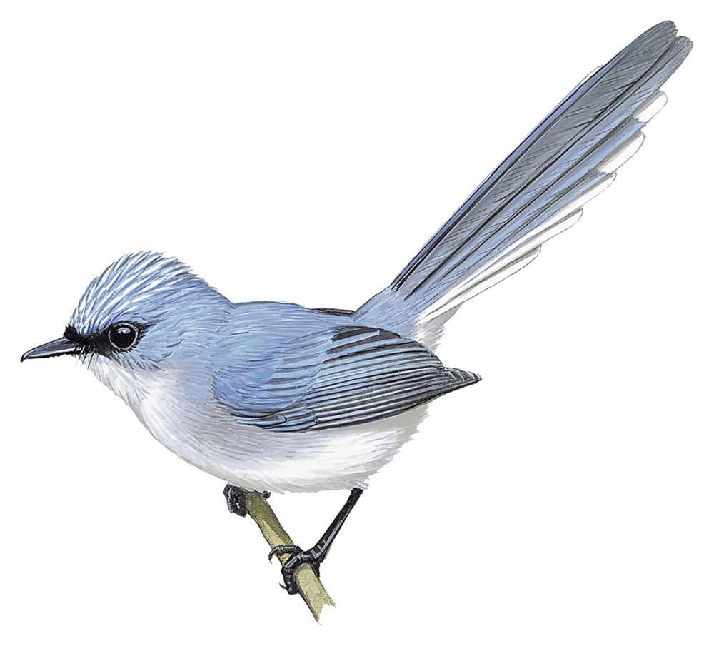 White-tailed Blue Flycatcher / Elminia albicauda