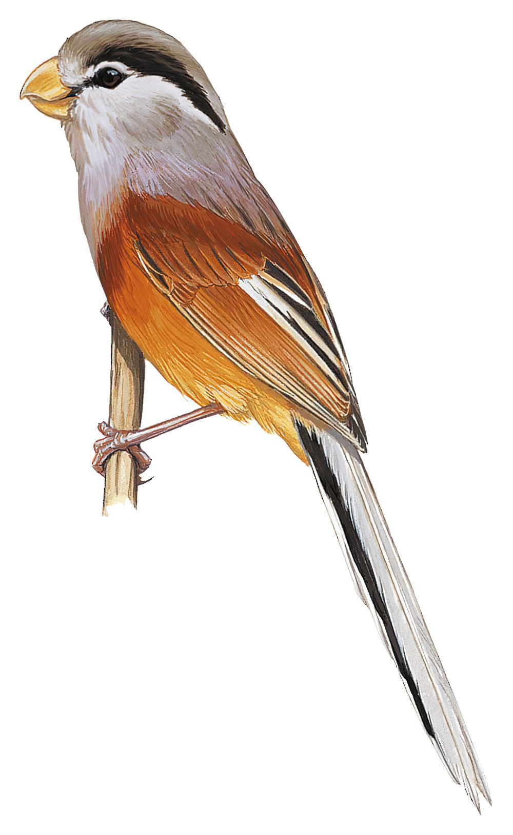 Reed Parrotbill / Paradoxornis heudei
