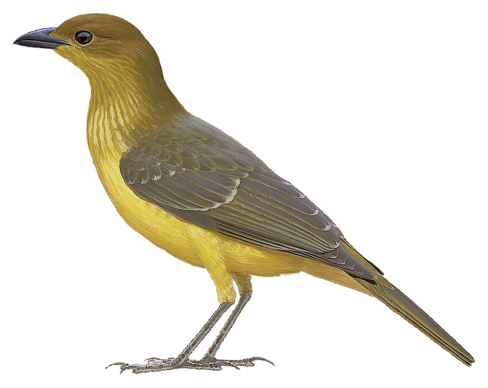 Yellow-breasted Bowerbird / Chlamydera lauterbachi
