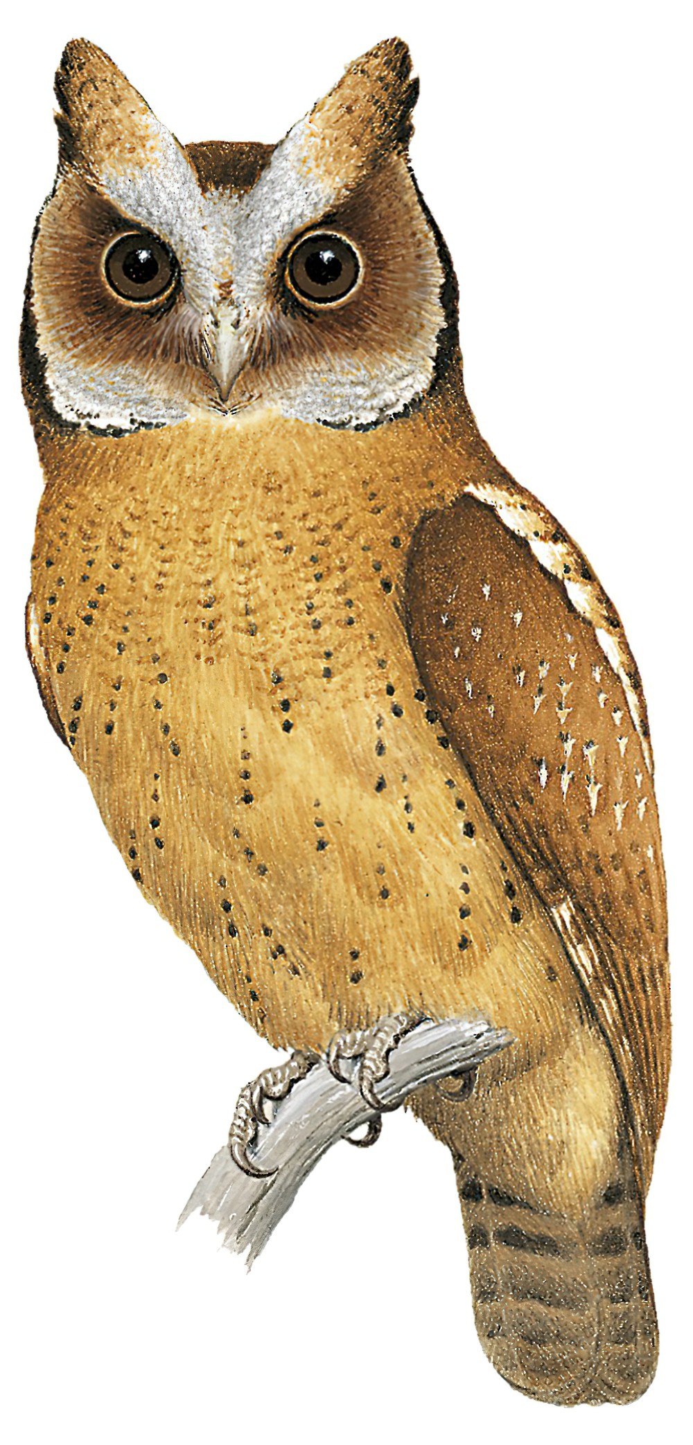 White-fronted Scops-Owl / Otus sagittatus