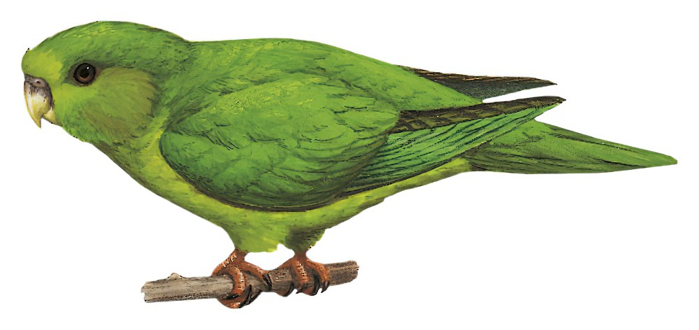 Andean Parakeet / Bolborhynchus orbygnesius