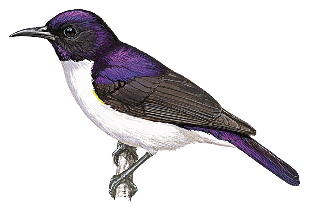 Western Violet-backed Sunbird / Anthreptes longuemarei