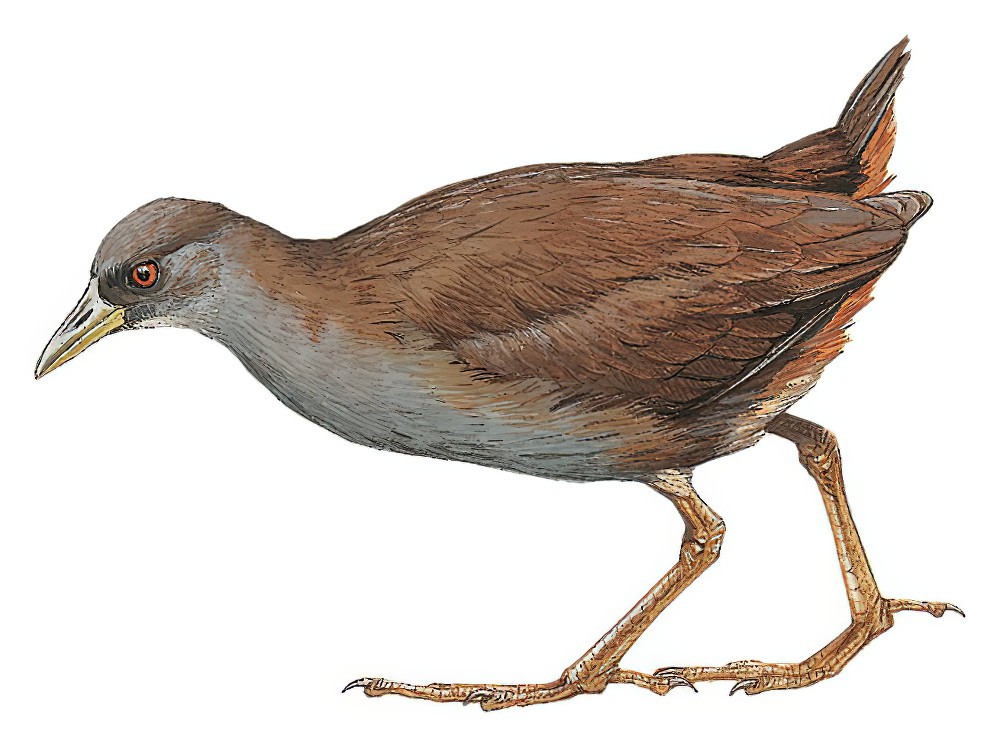 Pale-vented Bush-hen / Amaurornis moluccana