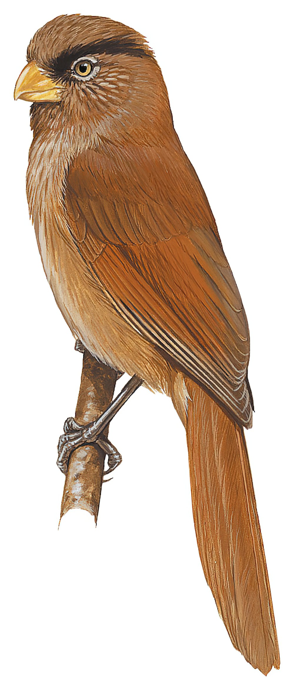 Brown Parrotbill / Cholornis unicolor