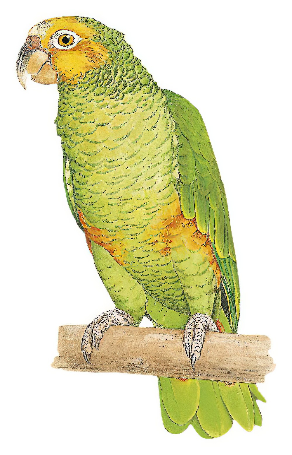 Yellow-faced Parrot / Alipiopsitta xanthops