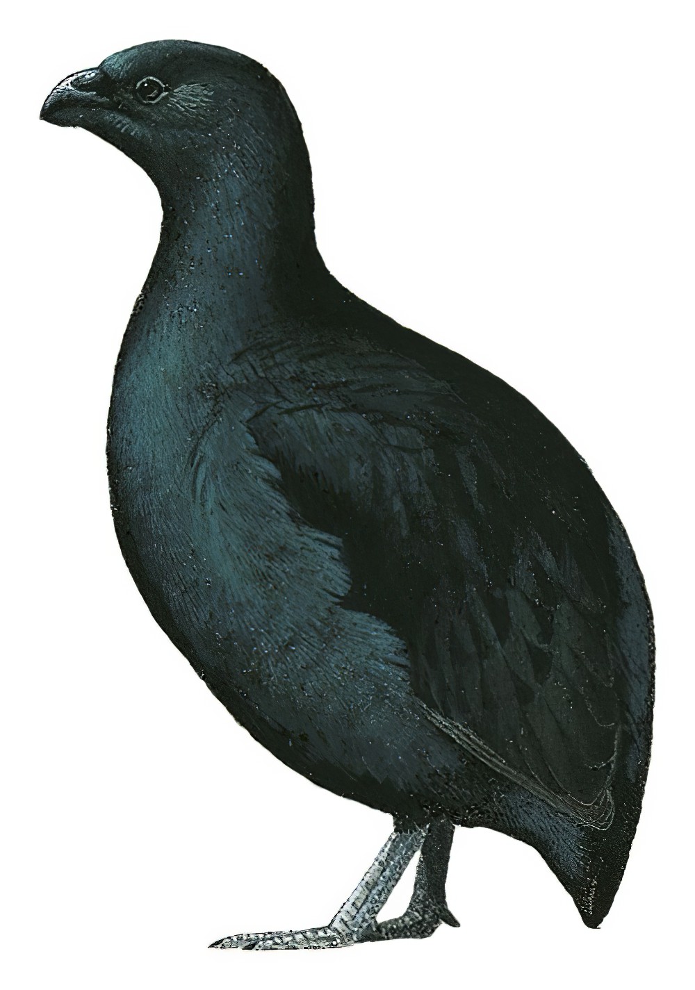 Black Partridge / Melanoperdix niger