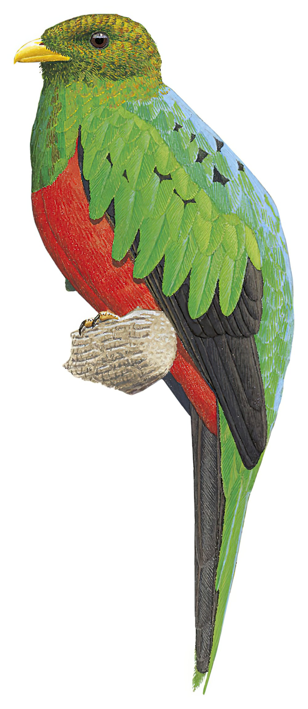 Golden-headed Quetzal / Pharomachrus auriceps