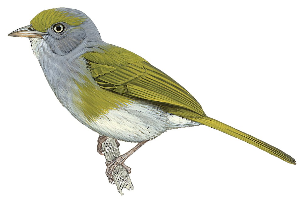 Gray-chested Greenlet / Hylophilus semicinereus