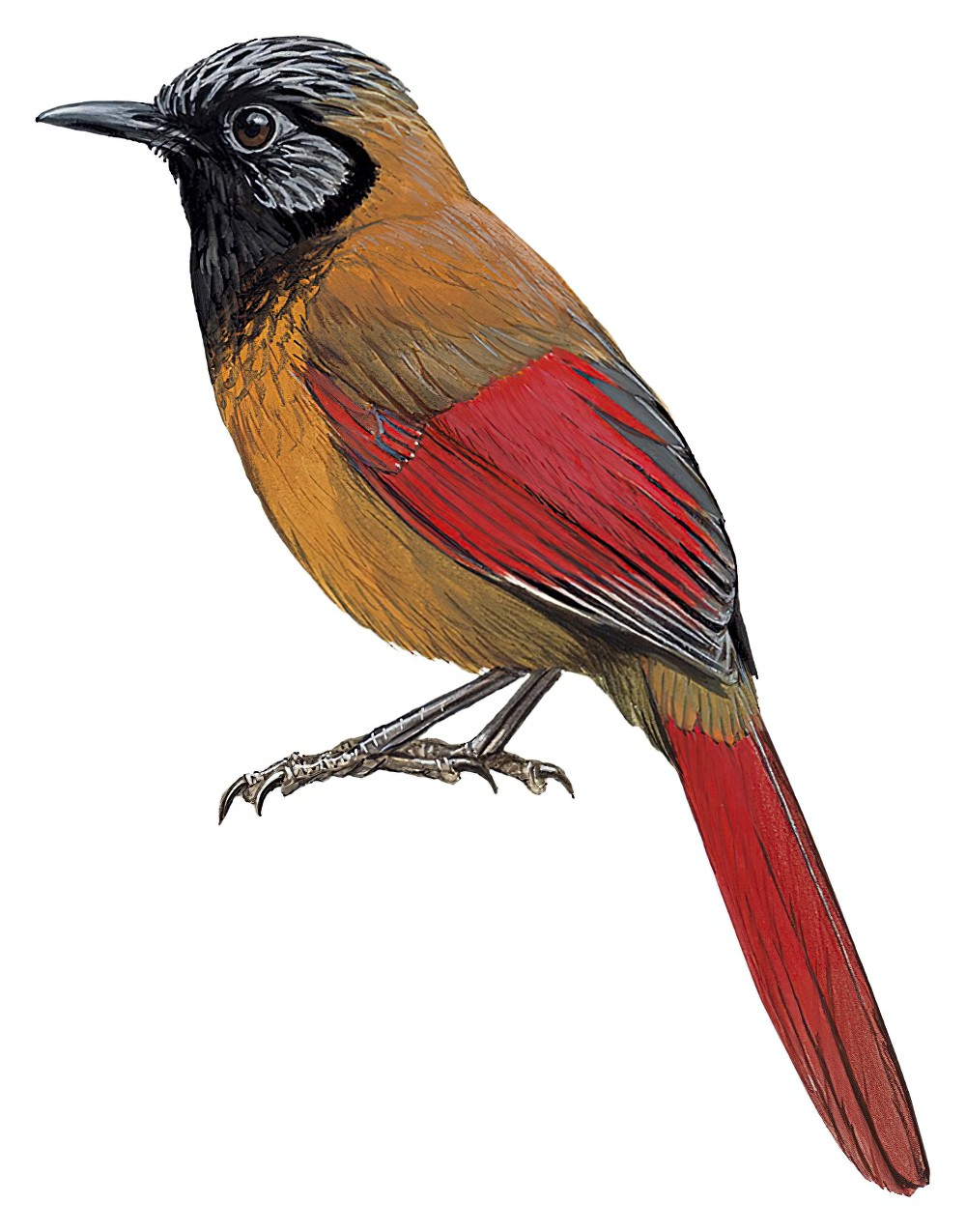 Red-winged Laughingthrush / Trochalopteron formosum