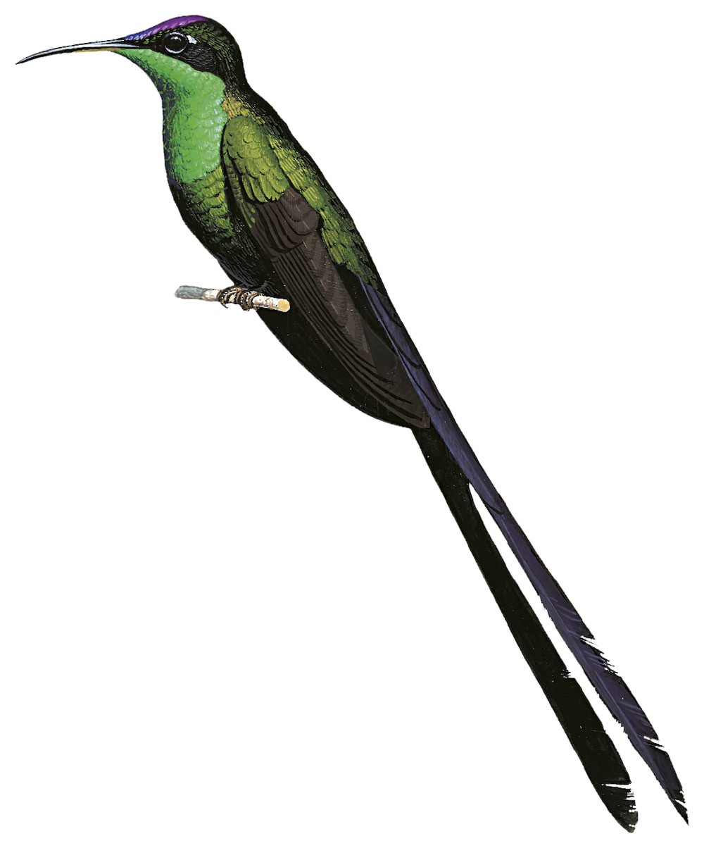 Scissor-tailed Hummingbird / Hylonympha macrocerca