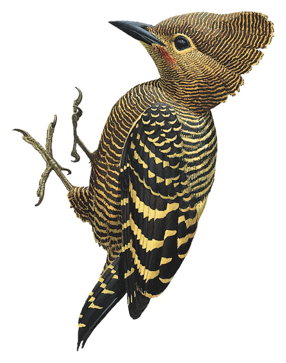Buff-rumped Woodpecker / Meiglyptes tristis
