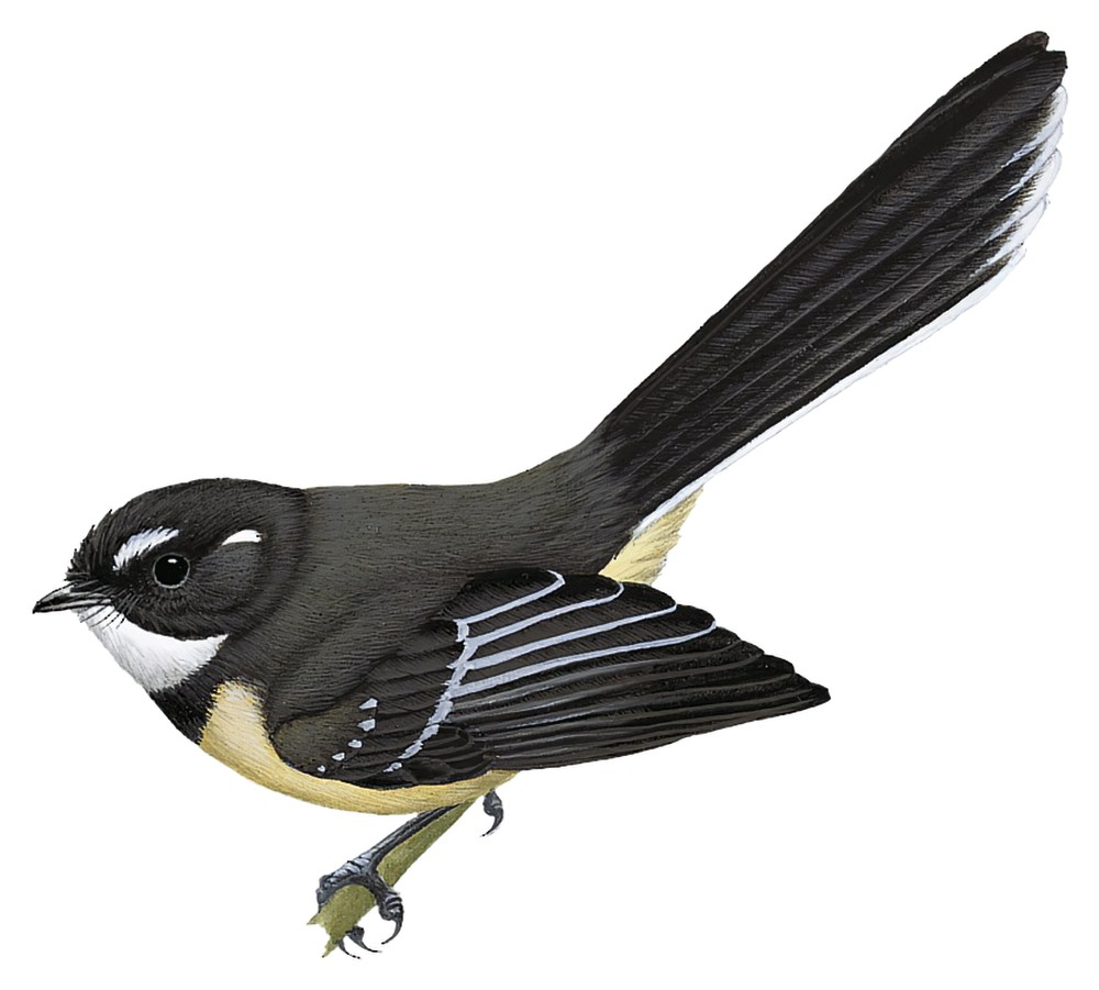 Gray Fantail / Rhipidura albiscapa