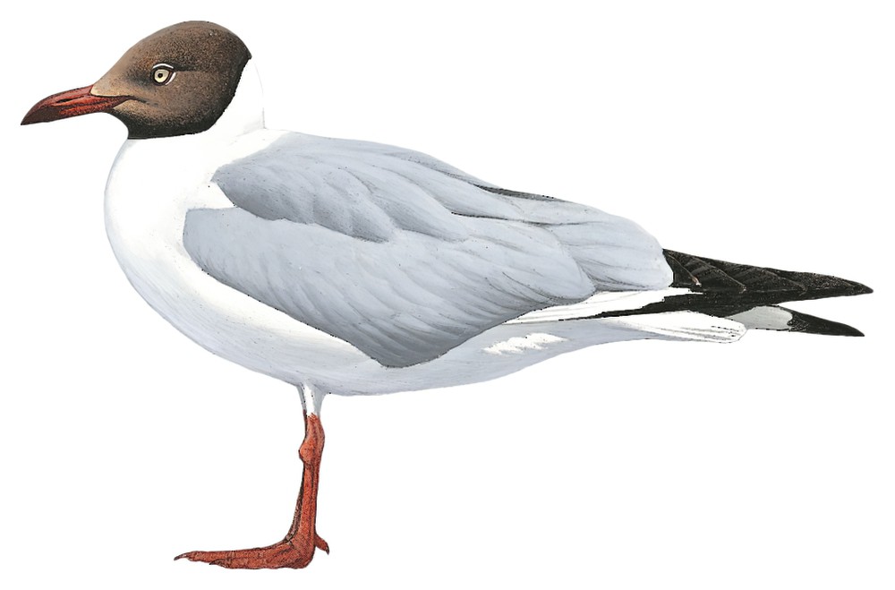 Brown-headed Gull / Chroicocephalus brunnicephalus