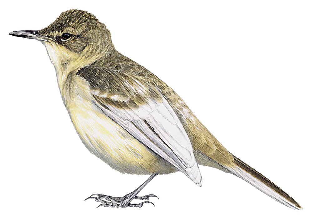 Pitcairn Reed Warbler / Acrocephalus vaughani