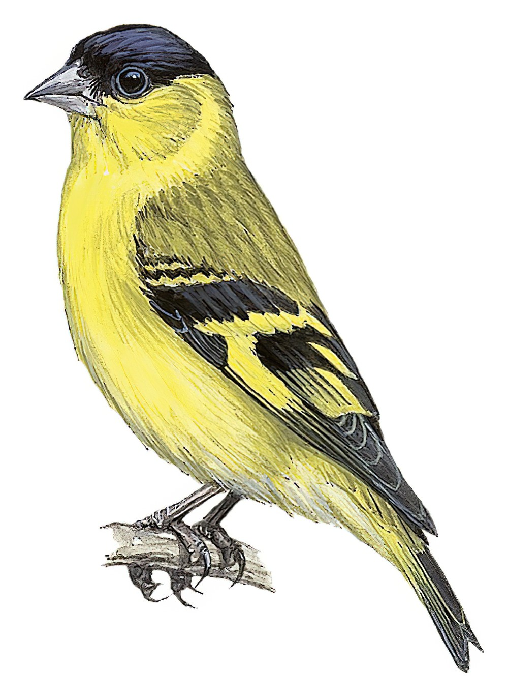 Yellow-faced Siskin / Spinus yarrellii