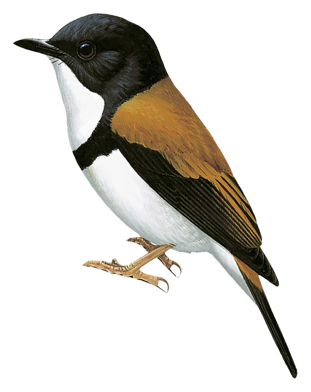 Black-banded Flycatcher / Ficedula timorensis