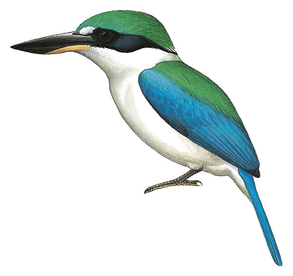 Collared Kingfisher / Todiramphus chloris