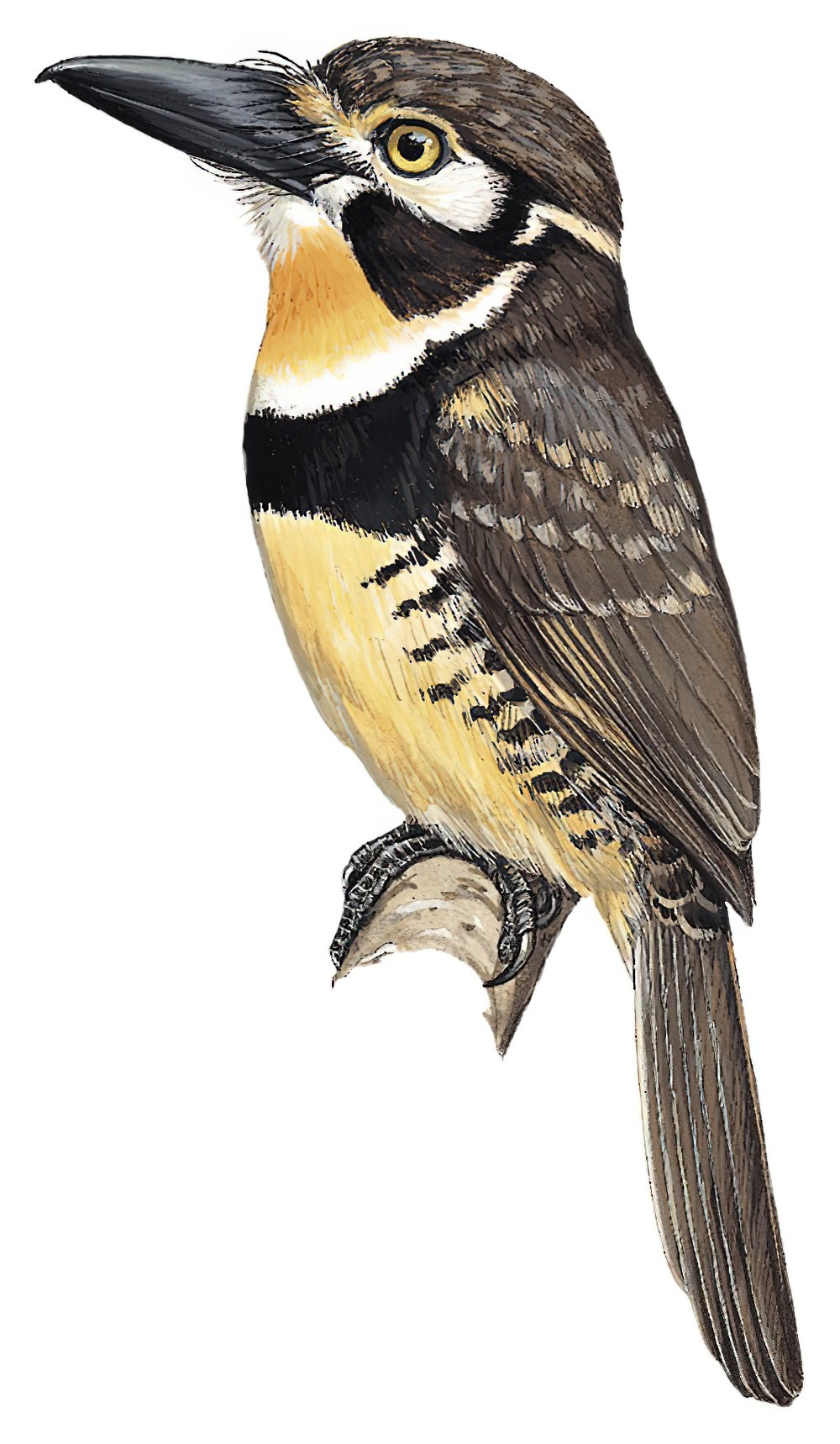 Russet-throated Puffbird / Hypnelus ruficollis
