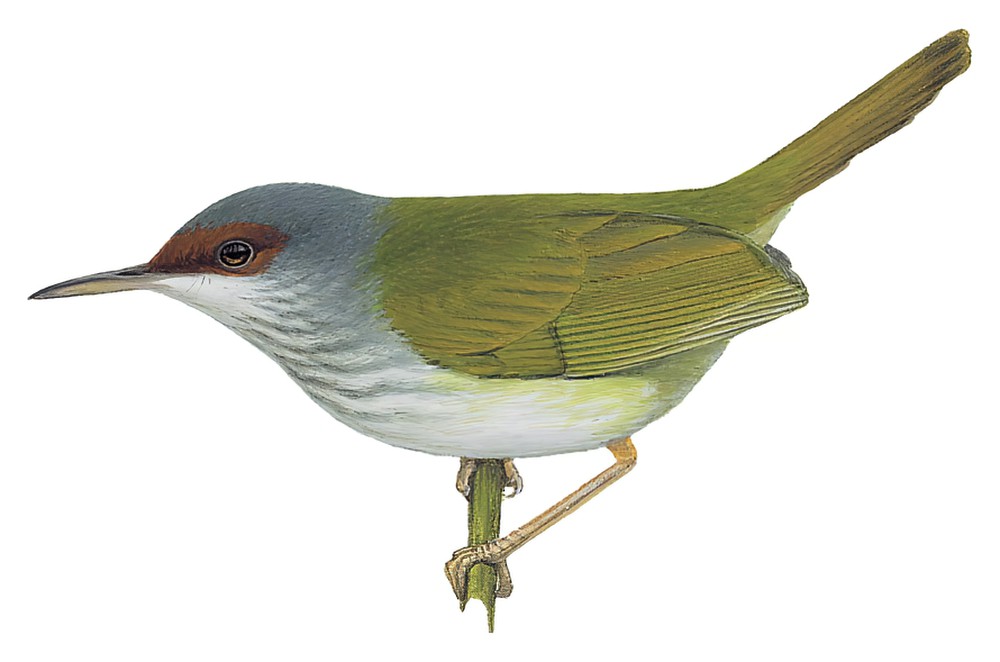 Rufous-fronted Tailorbird / Orthotomus frontalis